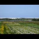 Dünen versperren den Blick auf den Atlantik